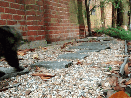 Cat GIF