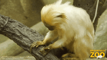 Baby Monkey GIF by Brookfield Zoo
