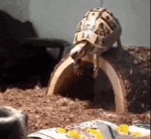 The Animal Pack GIF
