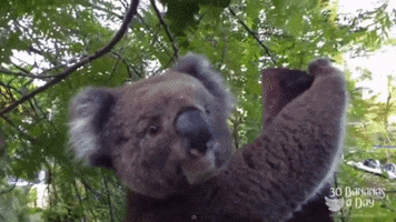 Koala GIF