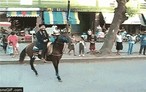 horse