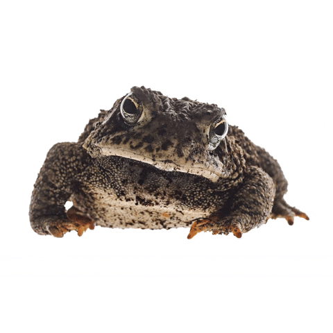 Deep Thoughts Frog GIF by U.S. Fish and Wildlife Service