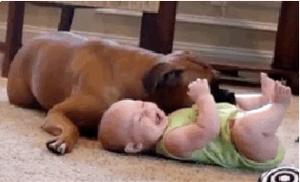 Boxer GIF - Find & Share on GIPHY