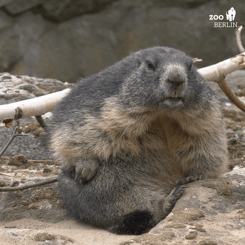 Groundhog Day Scratch GIF by Zoo Berlin