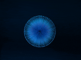3D Flower GIF