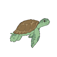 Transparent-turtle GIFs - Get the best GIF on GIPHY