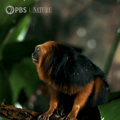 Shake Off Pbs Nature GIF by Nature on PBS