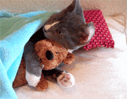 teddy bear cat GIF