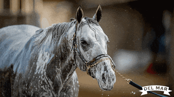 Shake It Off Horse Racing GIF by Del Mar Racing