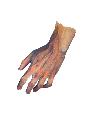 Hand Sticker