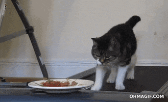 cat treadmill GIF