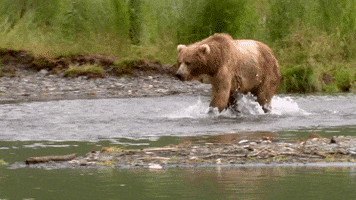 Happy Bear GIF by U.S. Fish and Wildlife Service