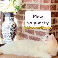 Youre So Pretty White Cat GIF