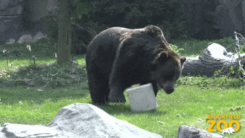 Chicago Bears Game GIF by Brookfield Zoo
