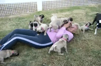 attacked by pugs