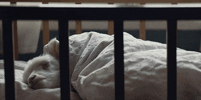 Cat Staring GIF by A24