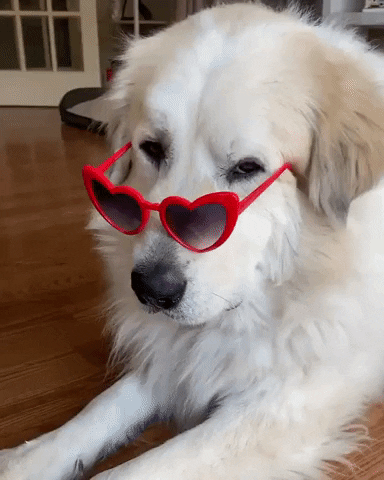 Video gif. Fluffy white dog peers down his snout over red heart-shaped sunglasses at us.