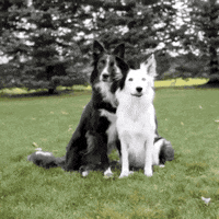 Dog Hug GIF