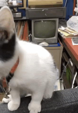 Kitten GIF
