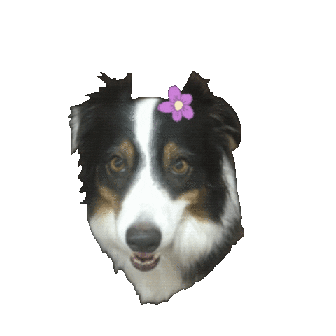 Dogs Pet Sticker