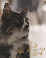 Crazy Cat Cats Rule GIF by Sheba Official