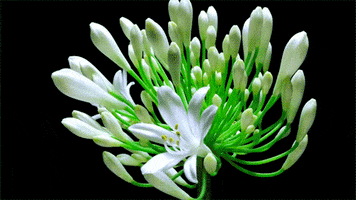 Time Lapse Flower GIF