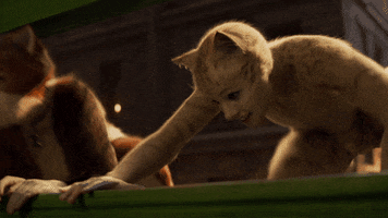 Cat Meow GIF by Cats Movie