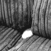 cat lol gato jajaja gracioso