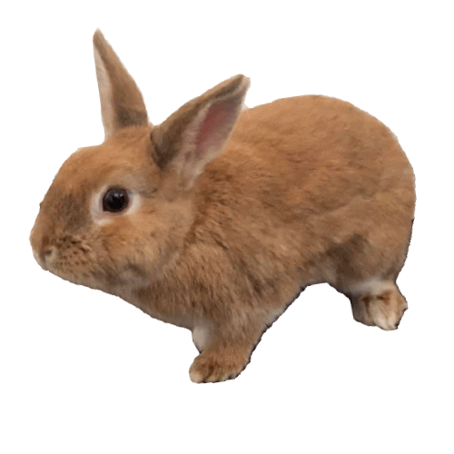 Better Life For Bunnies Sticker