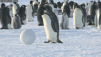 funny, penguin, penguins, cameras # funny # penguin # penguins ...