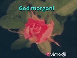God Morgon GIF by Vimodji