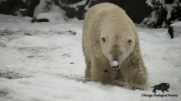 Polar Bear Snow GIF by Brookfield Zoo Polar Bear Snow GIF by Brookfield Zoo