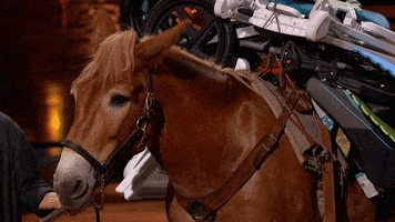 Shark Tank Horse GIF by ABC Network
