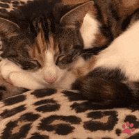 Cat Sleeping GIF by pawsr