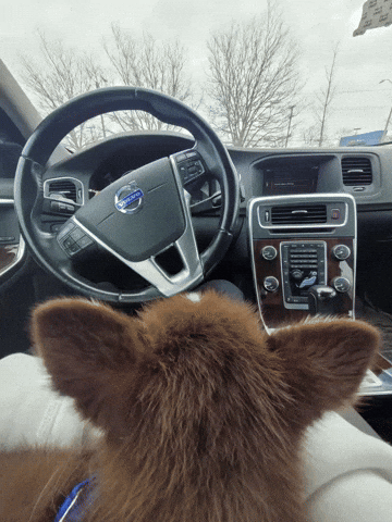 Dog Drive GIF