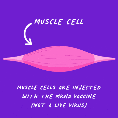 Virus Muscle