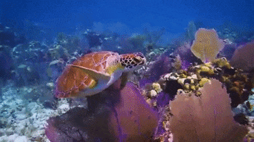 Sea Turtle GIF by Oceana