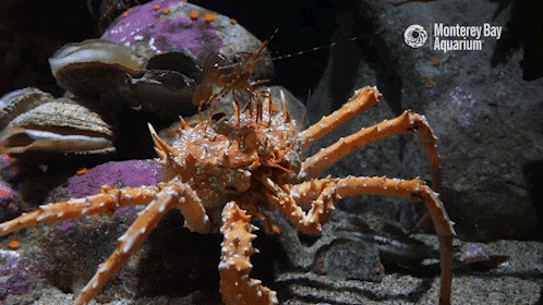 California King Crab Gifs Get The Best Gif On Giphy