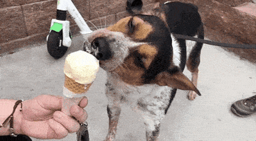 ice cream eating GIF by Nebraska Humane Society