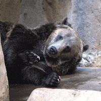 Good Night Reaction GIF by San Diego Zoo Wildlife Alliance