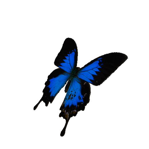 Butterfly Sticker