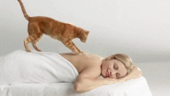  cat massage GIF