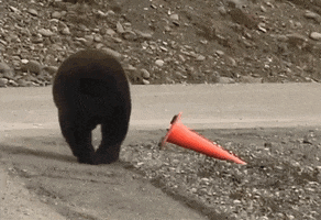 200.gif?cid=fc005b080acf3e4ad57d66f2ad942e9bd463ffe407454002&rid=200.gif&ct=g