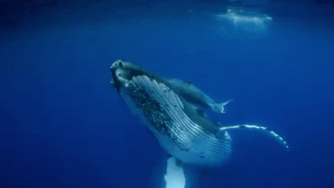 Znalezione obrazy dla zapytania: whale gif