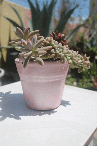 Plantas GIF