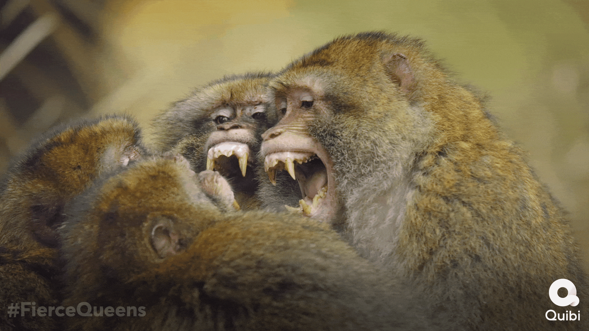 Monkey Primate GIF by Quibi