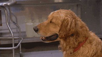 Video gif. A wet golden retriever faces left as its simulated puppet arm wipes its face with a napkin.