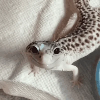 leopard gecko lizard GIF