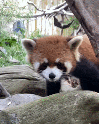 Animated-panda GIFs - Get the best GIF on GIPHY