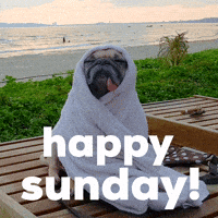 Sunday Funny Animals GIF - Sunday FunnyAnimals - Discover & Share GIFs